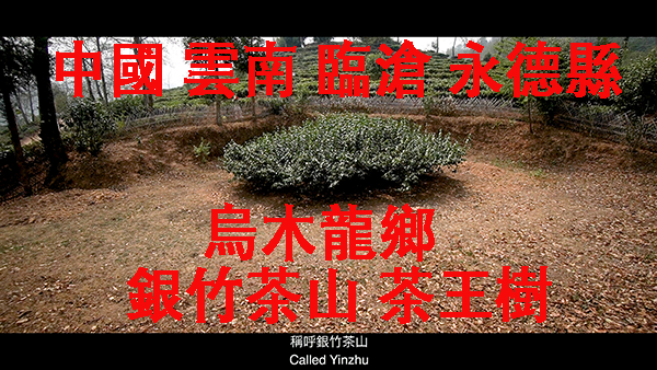 烏木龍鄉 茶王樹